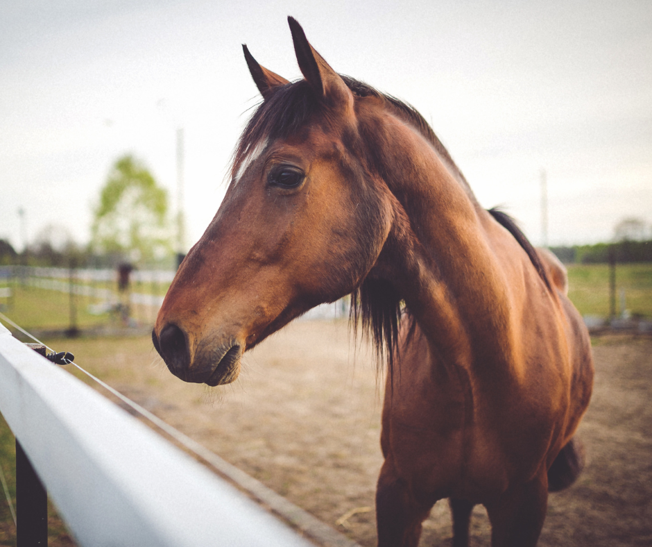 Farm Animals & Birds