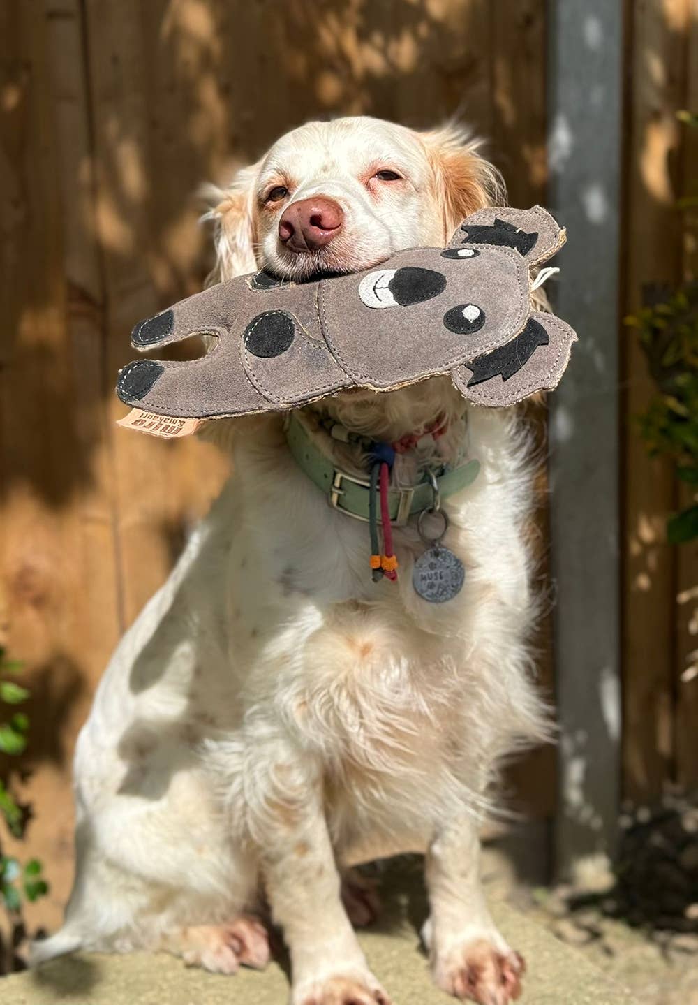 Eco Dog Toys By Miro & Makauri - Kelvin Koala: Kelvin Koala