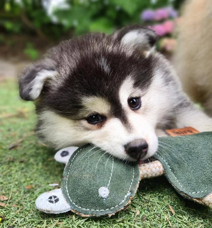Eco Dog Toys By Miro & Makauri - Freddie the Frog: Freddie