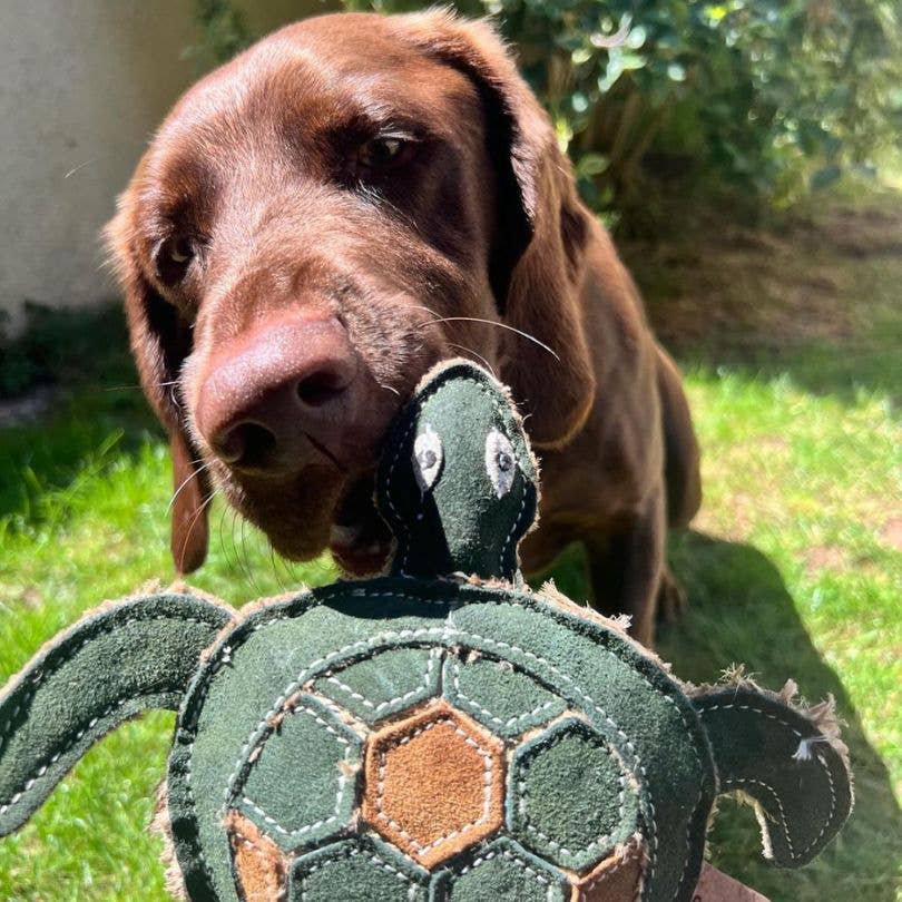 Eco Dog Toys By Miro & Makauri - Tara Turtle.: Tara