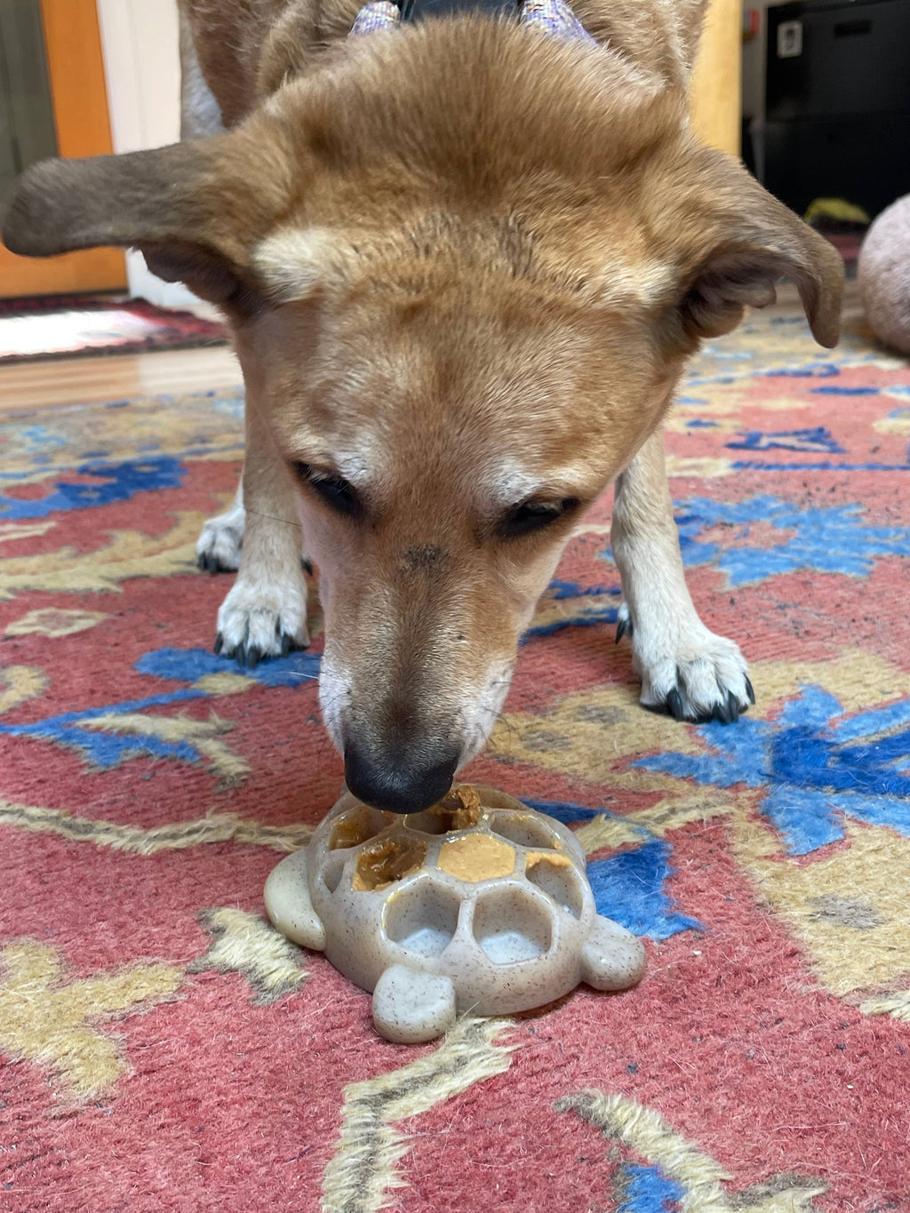 Turtle Durable Nylon Chew and Enrichment Toy: Turtle Nylon Toy - Brown
