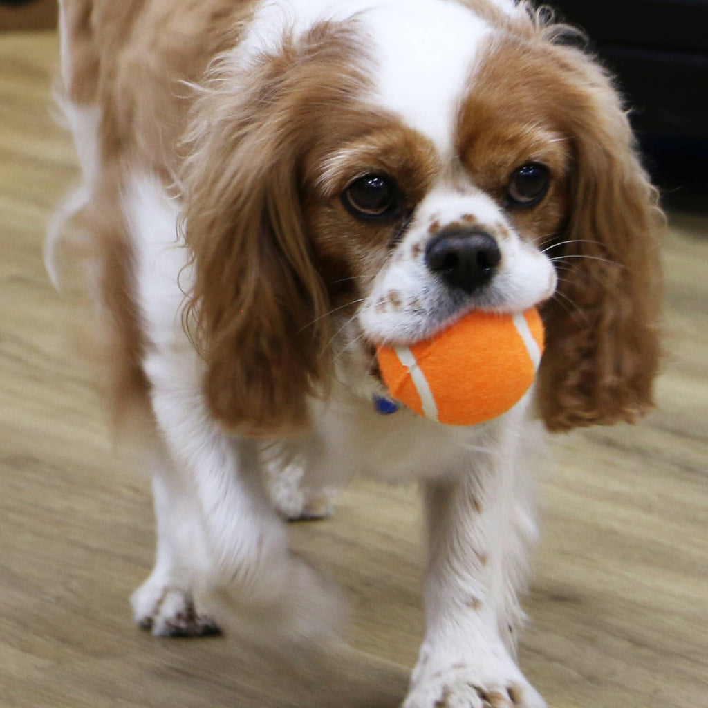 Play Time For Dogs - Chase- High Bounce Tennis Ball: Tennis Ball