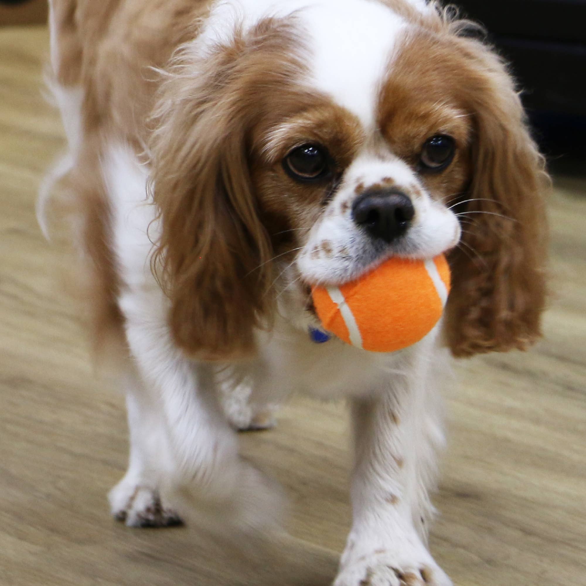 Play Time For Dogs - Chase- High Bounce Tennis Ball: Tennis Ball