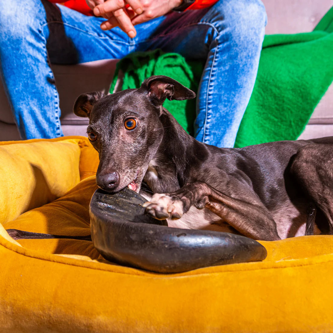 Buffalo Horns - Small 1pc