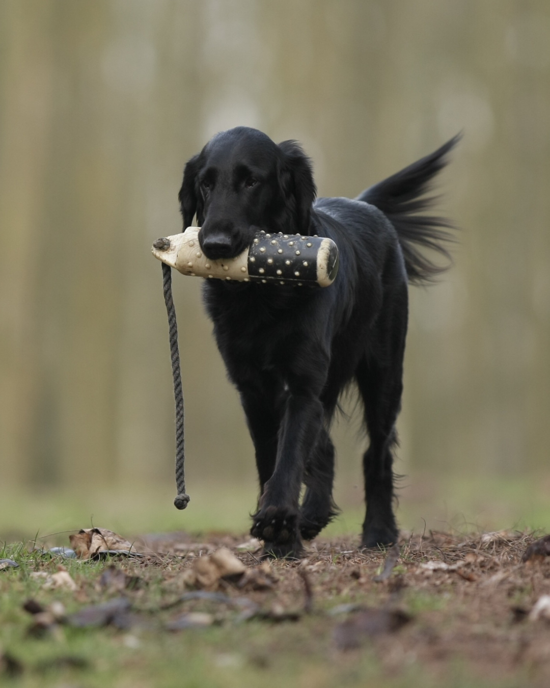 Black dog running outdoors with a stick in its mouth