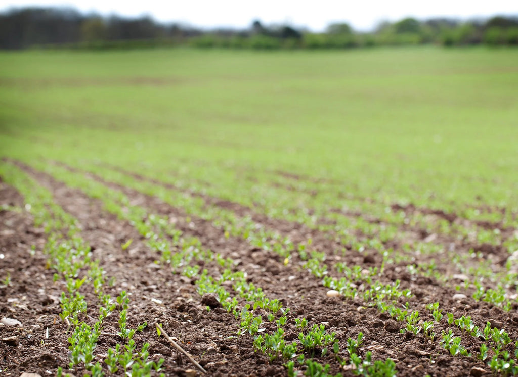 PureFlax Joint & Muscle with Added Coat Condition Support - 6kg