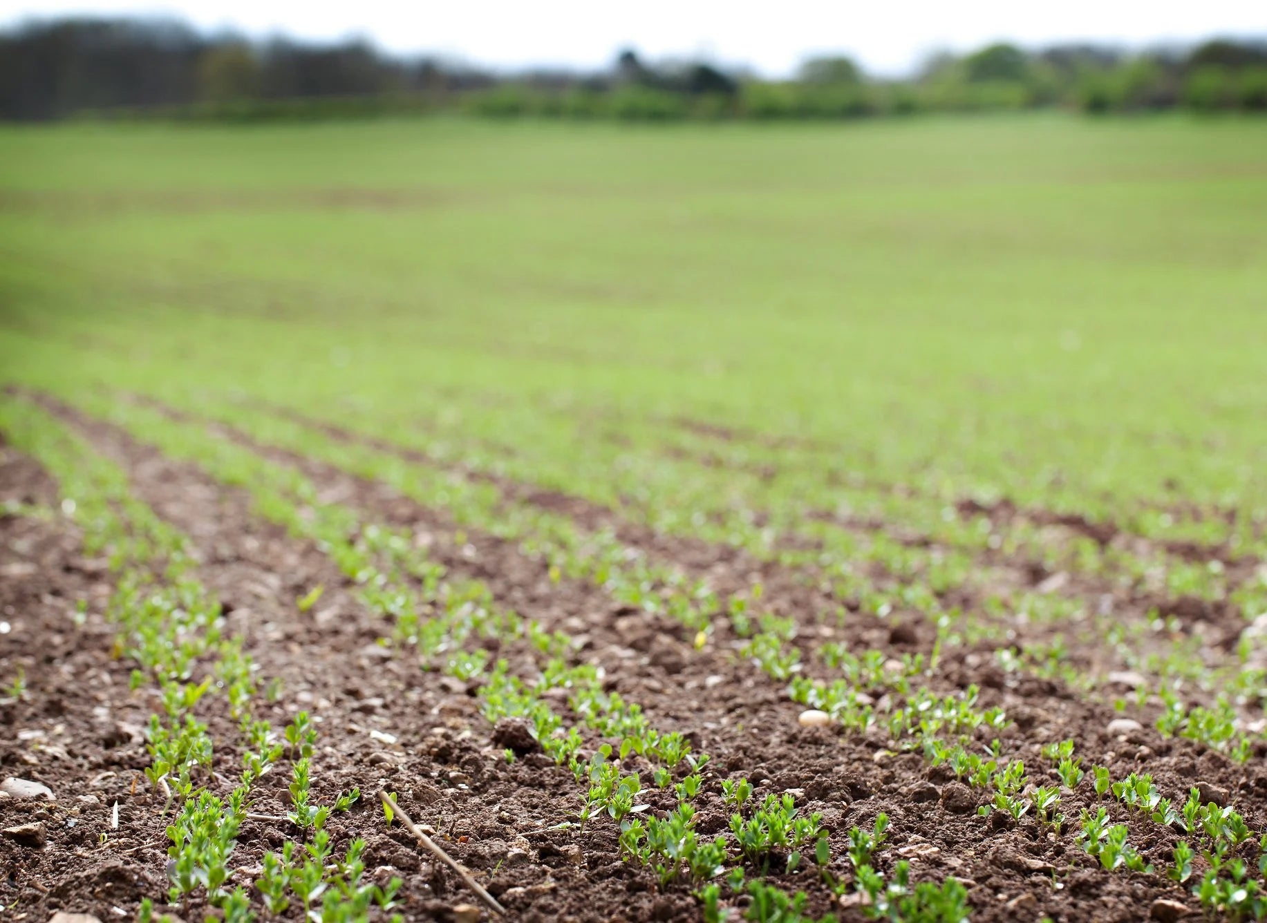 PureFlax Joint & Muscle with Added Coat Condition Support - 620g