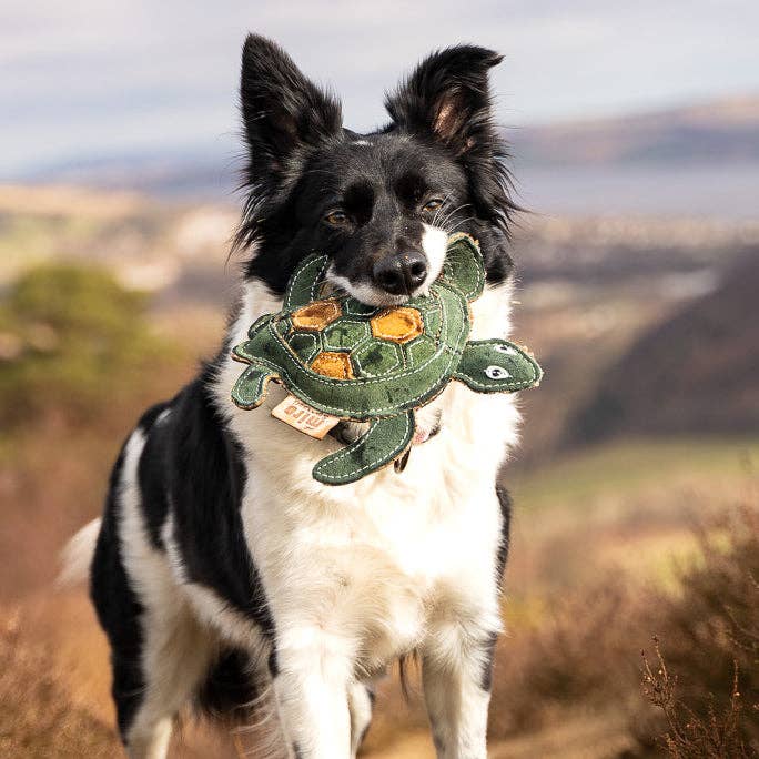 Eco Dog Toys By Miro & Makauri - Tara Turtle.: Tara