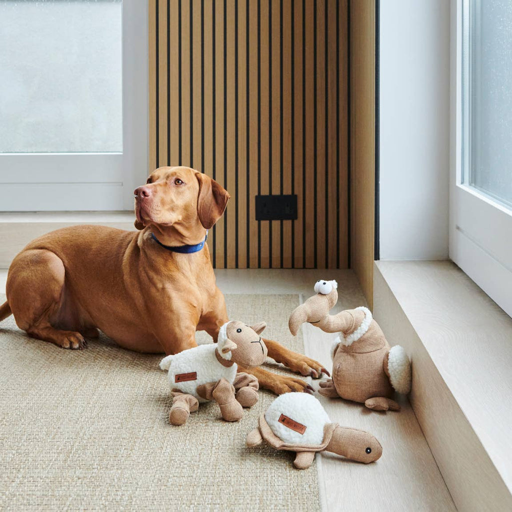 Dog Toy - Woolliam The Lamb