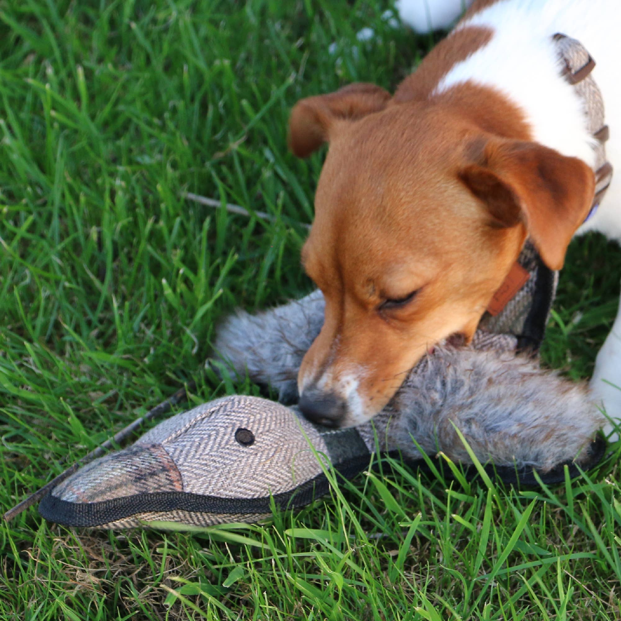 The Heritage Collection Tweed Duck: Tweed Duck
