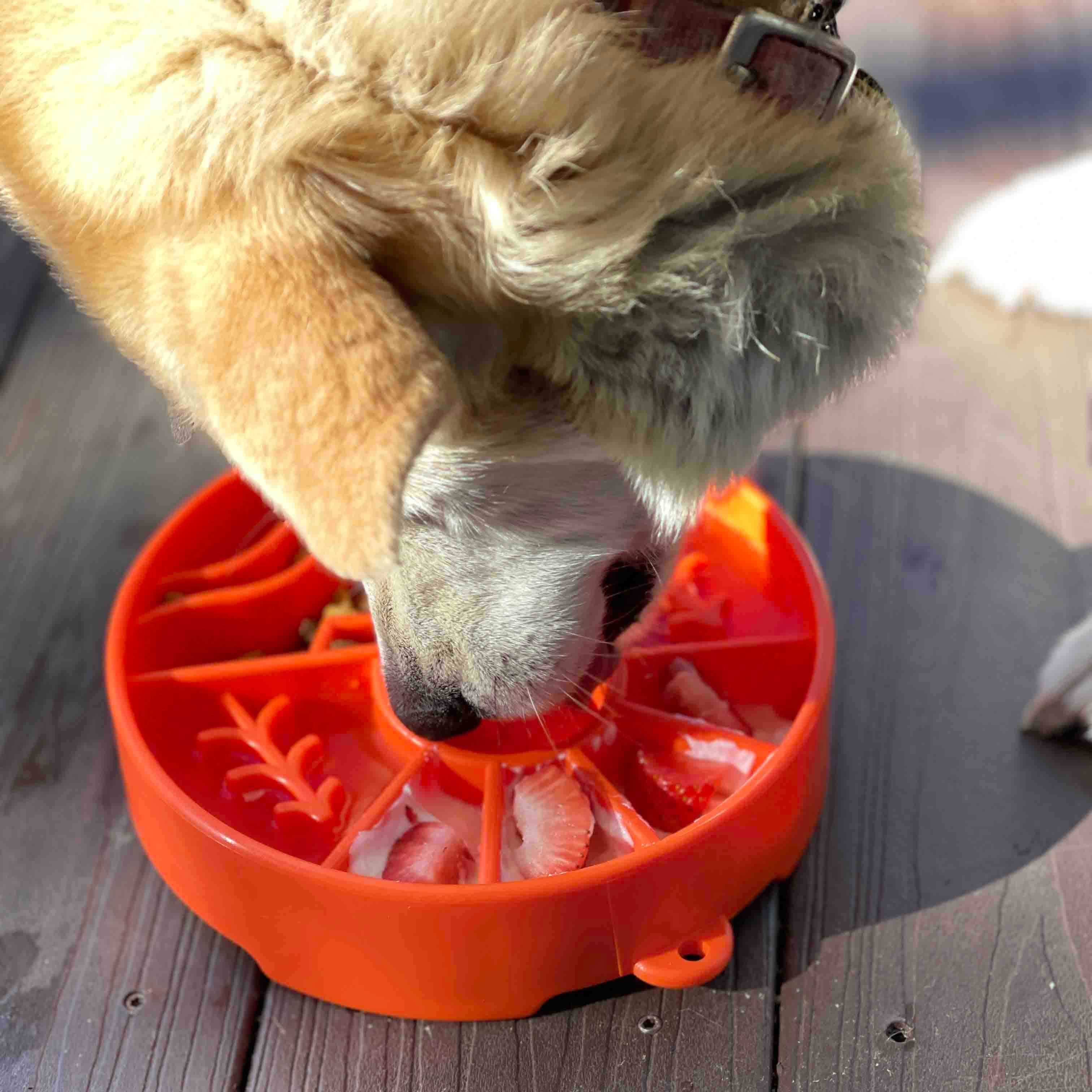 Great Outdoors Design eBowl Enrichment Slow Feeder Bowl for: Orange
