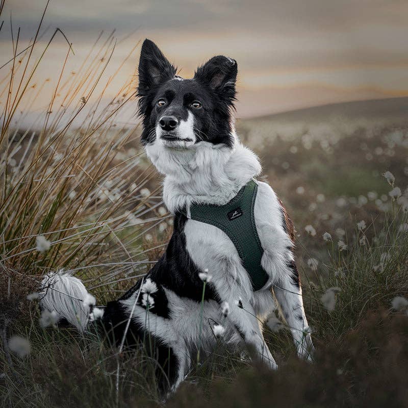 Step-in Air Mesh Dog Harness LARGE Black
