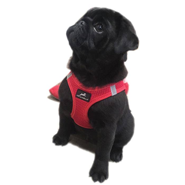 Step-in Air Mesh Dog Harness LARGE Royal Blue