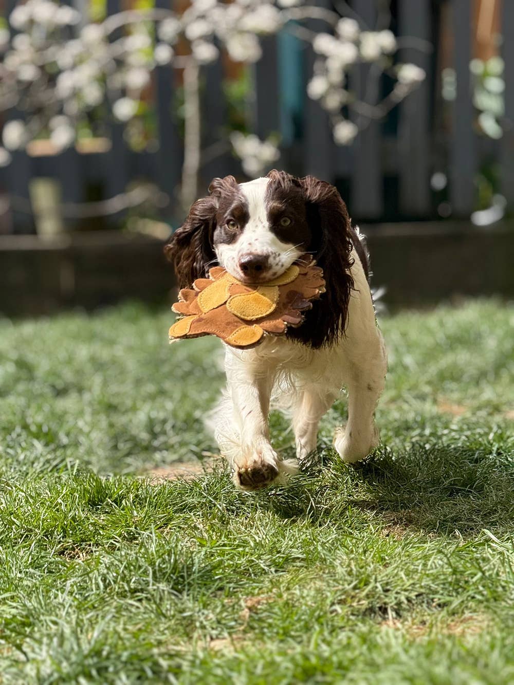 Eco Dog Toys By Miro & Makauri - Horace Hedgehog: Horace Hegehog