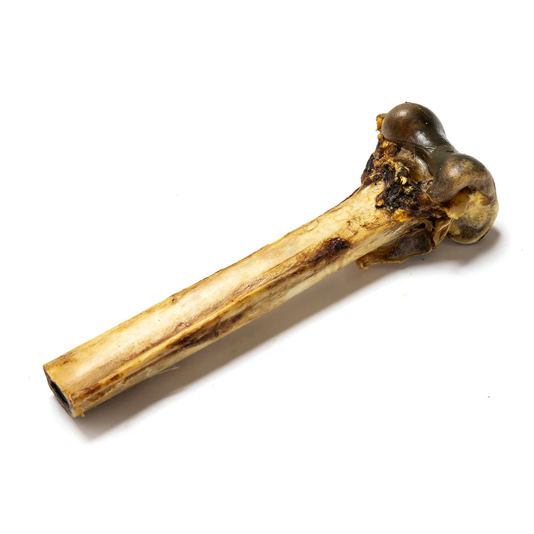 Ostrich Bones 1pc